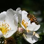 Kommt ein Bienchen angeflogen...