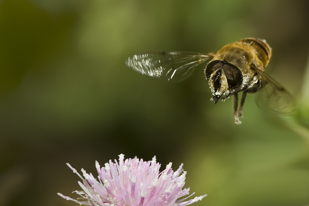 Kommt ein Bienchen geflogen