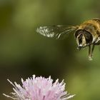 Kommt ein Bienchen geflogen