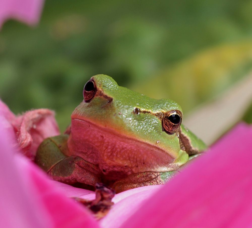 kommt ein Breitmaulfrosch zum Fotografen...