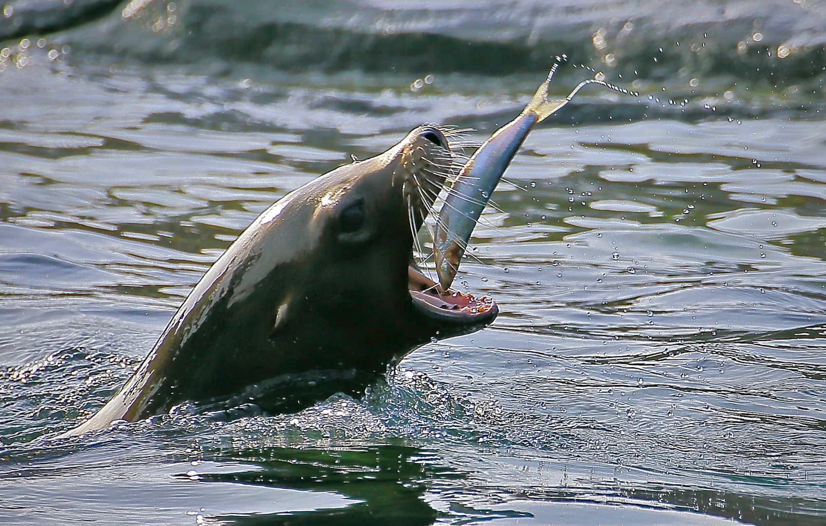 Kommt ein Fischlein geflogen