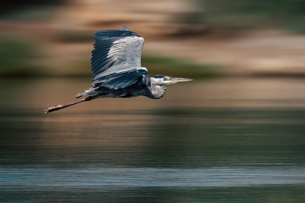 Kommt ein Grauer geflogen