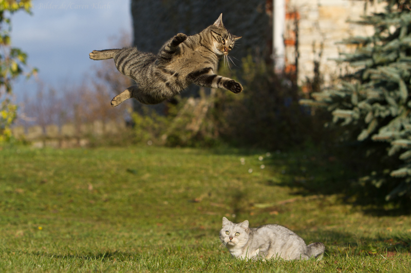kommt ein Günter geflogen ...