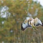 Kommt ein Hühnerbein geflogen