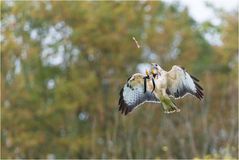 Kommt ein Hühnerbein geflogen