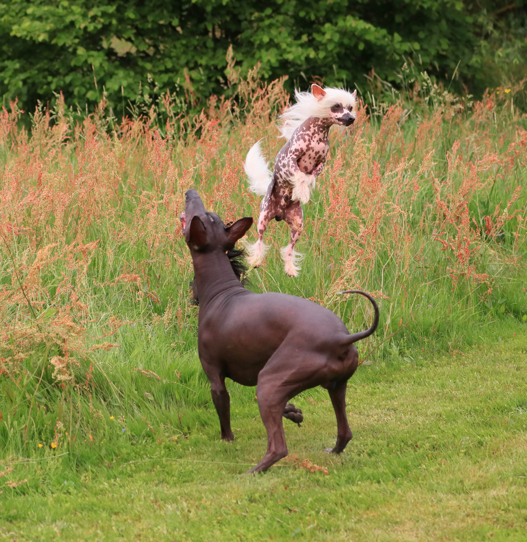 Kommt ein Hund geflogen 