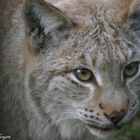 Kommt ein Luchs daher ....