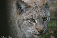 Kommt ein Luchs daher ....