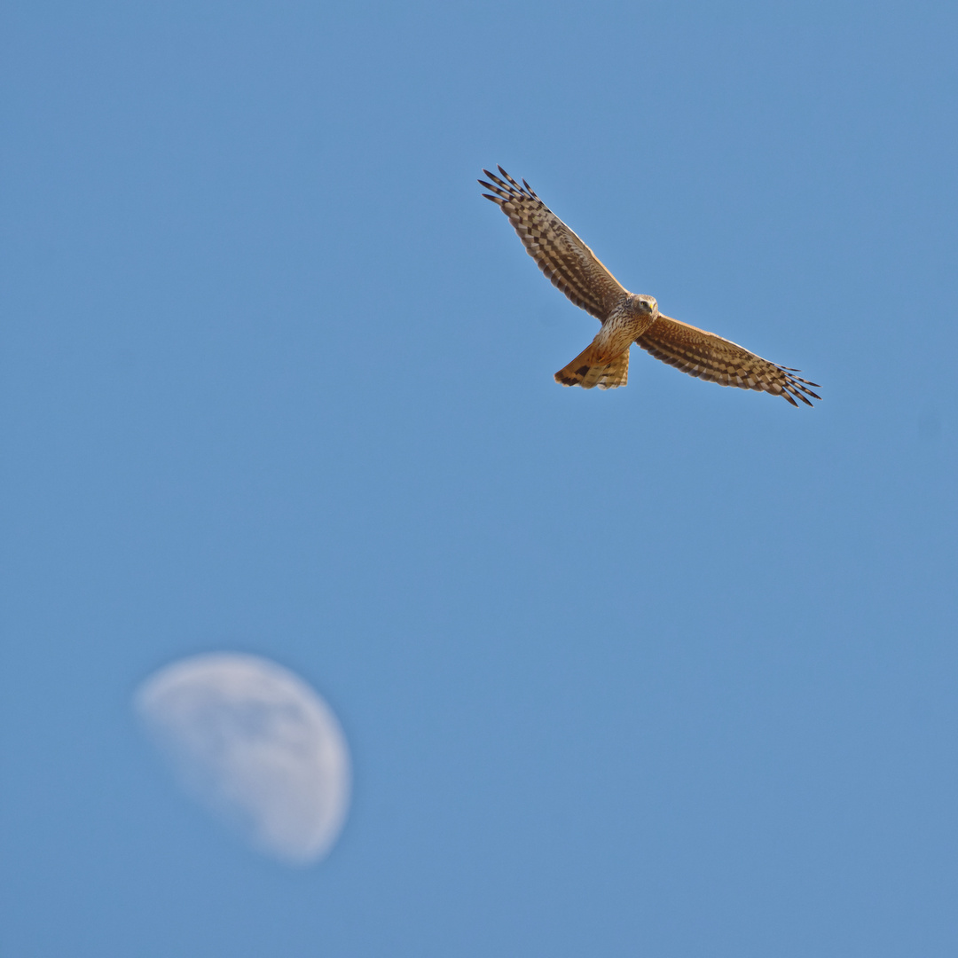 Kommt ein Mond geflogen