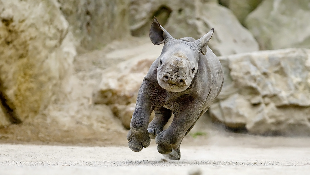 kommt ein nashorn geflogen ...