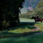 Kommt ein Pferd von rechts