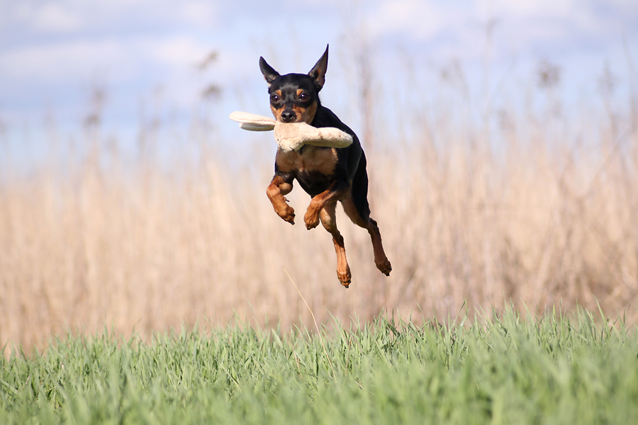 Kommt ein Pinscher geflogen...