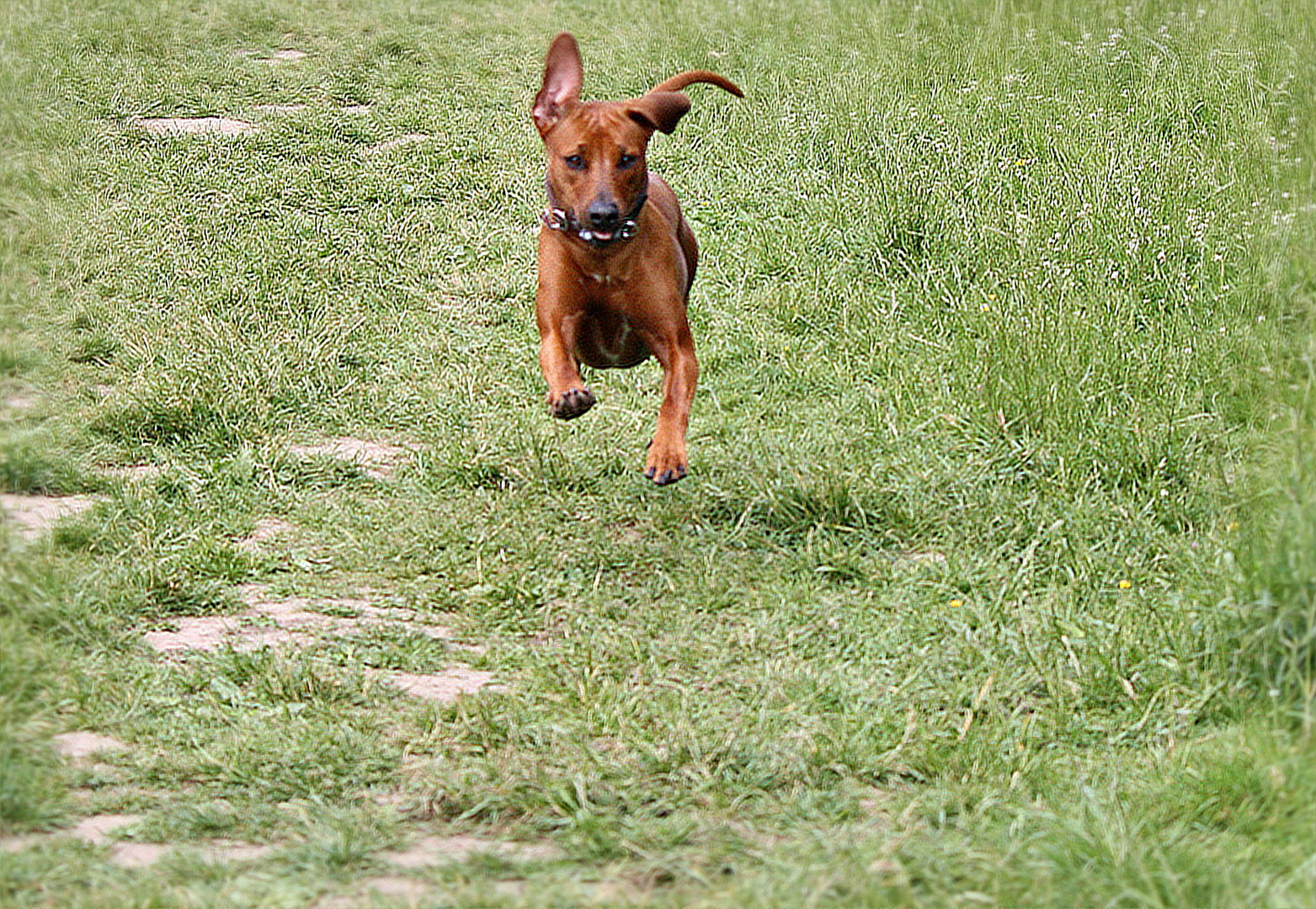 Kommt ein Ridgeback geflogen