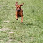 Kommt ein Ridgeback geflogen