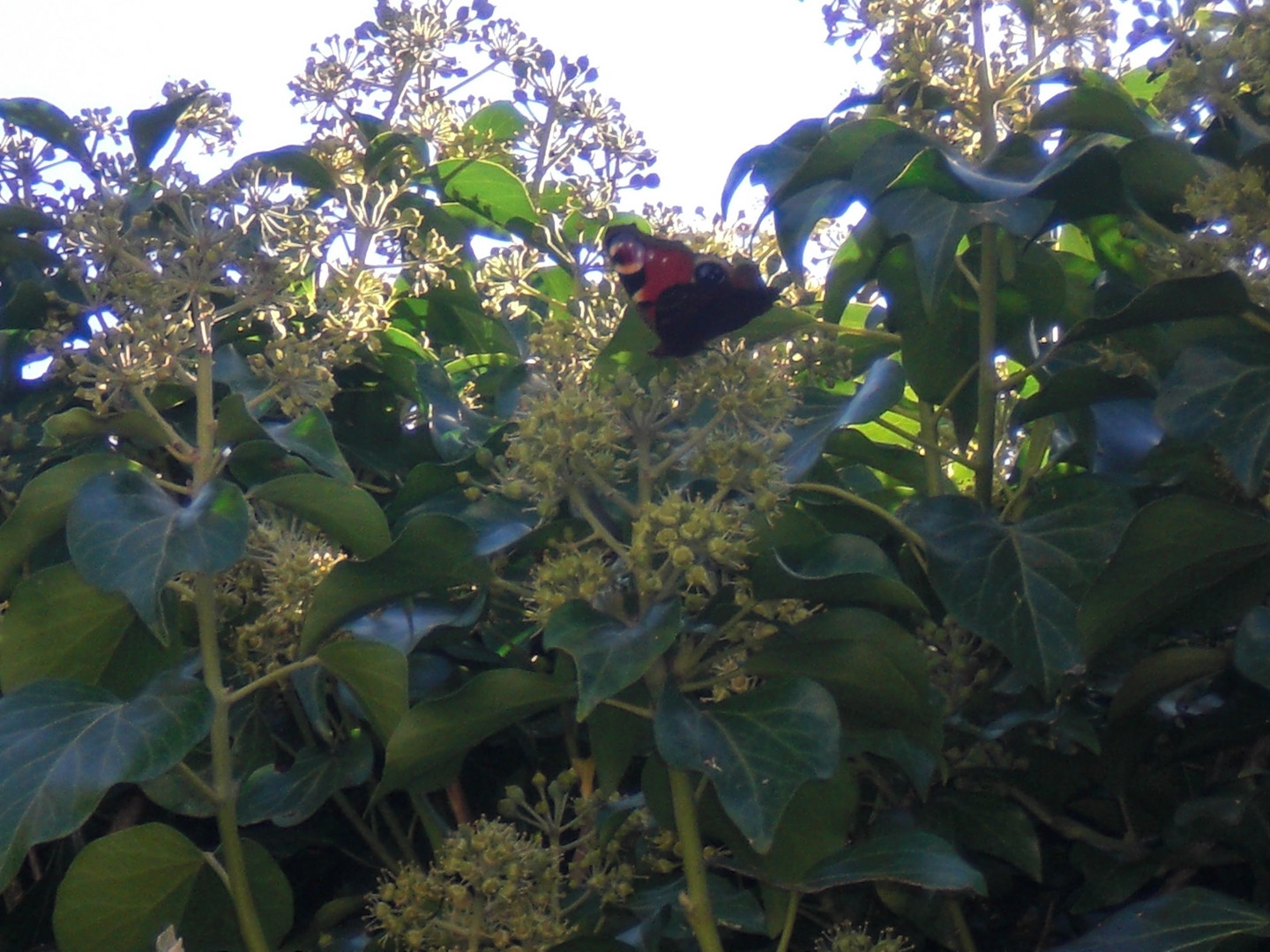 kommt ein schmetterling geflogen