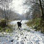 Kommt ein Schnauzer geflogen