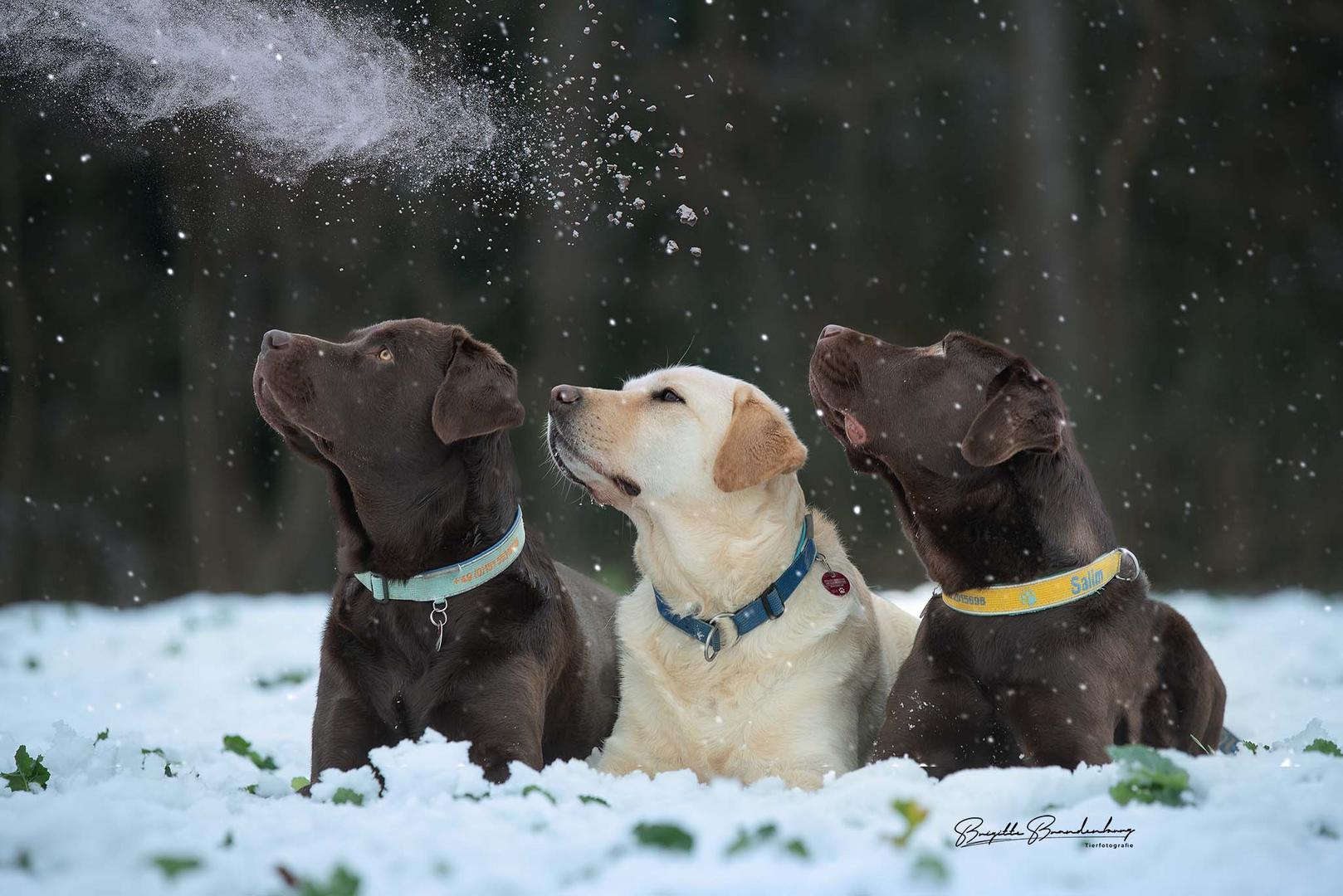 Kommt ein Schnee geflogen ….