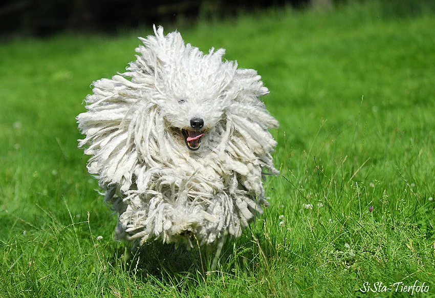 Kommt ein Teppich geflogen… Foto & Bild tiere, haustiere, hunde