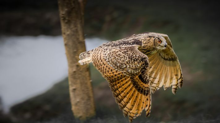 ...kommt ein UHU geflogen...