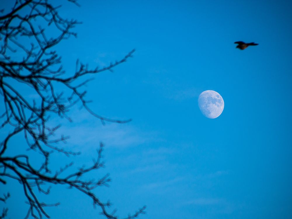 kommt ein vogel