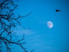 kommt ein vogel