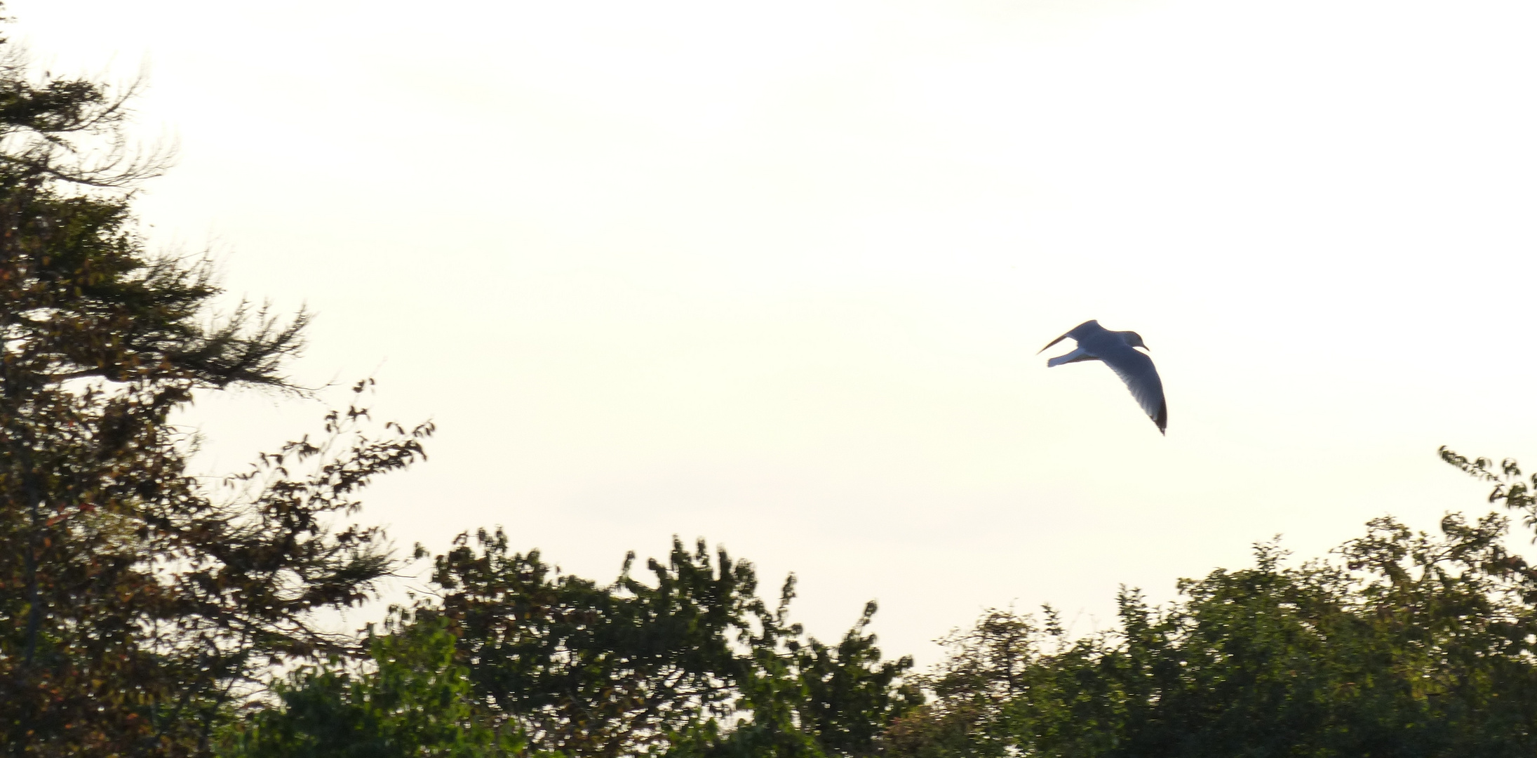 Kommt ein Vogel