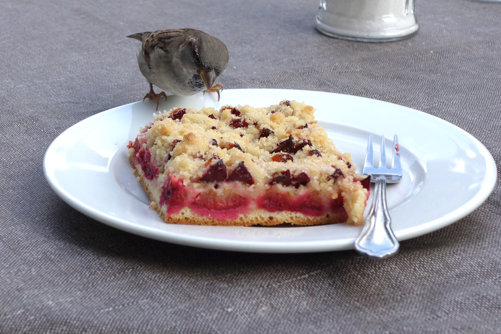 Kommt ein Vogel geflogen...