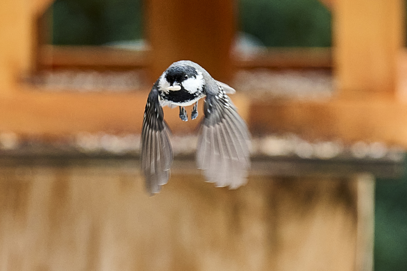 Kommt ein Vogel geflogen...