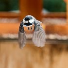 Kommt ein Vogel geflogen...