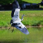 kommt ein Vogel geflogen 1