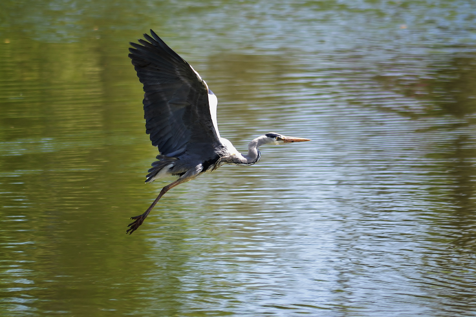 kommt ein Vogel geflogen 2