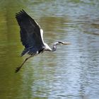 kommt ein Vogel geflogen 2