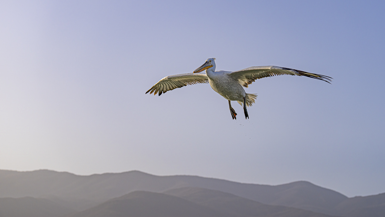 Kommt ein Vogel geflogen