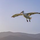 Kommt ein Vogel geflogen