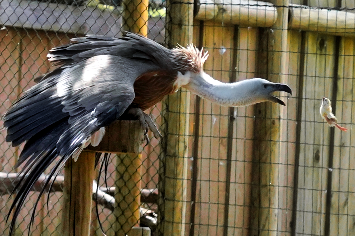 kommt ein Vogel geflogen....