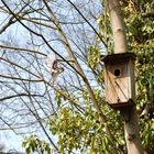 kommt ein Vogel geflogen ...