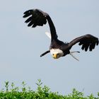 kommt ein Vogel geflogen.......