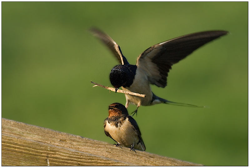 Kommt ein Vogel geflogen....