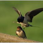 Kommt ein Vogel geflogen....