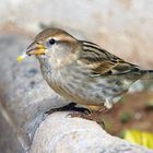 Kommt ein Vogel geflogen ...