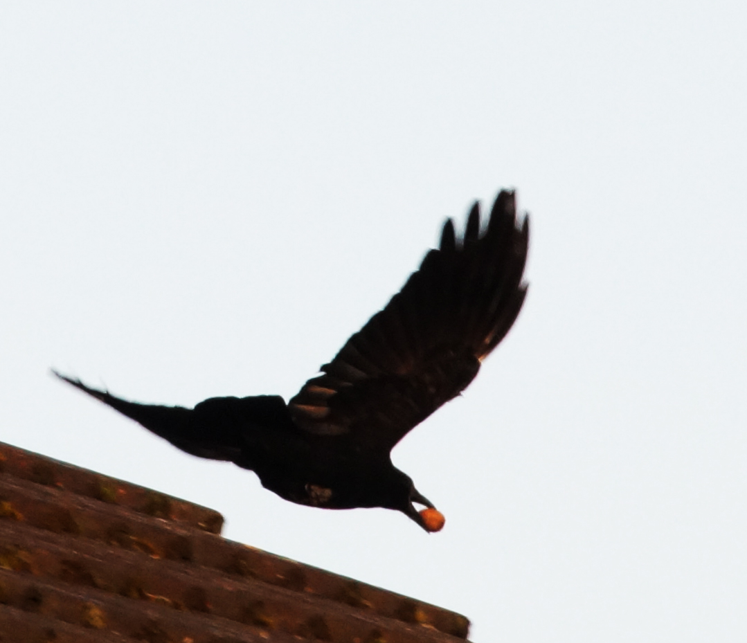 Kommt ein Vogel geflogen