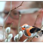 Kommt ein Vogel geflogen! 