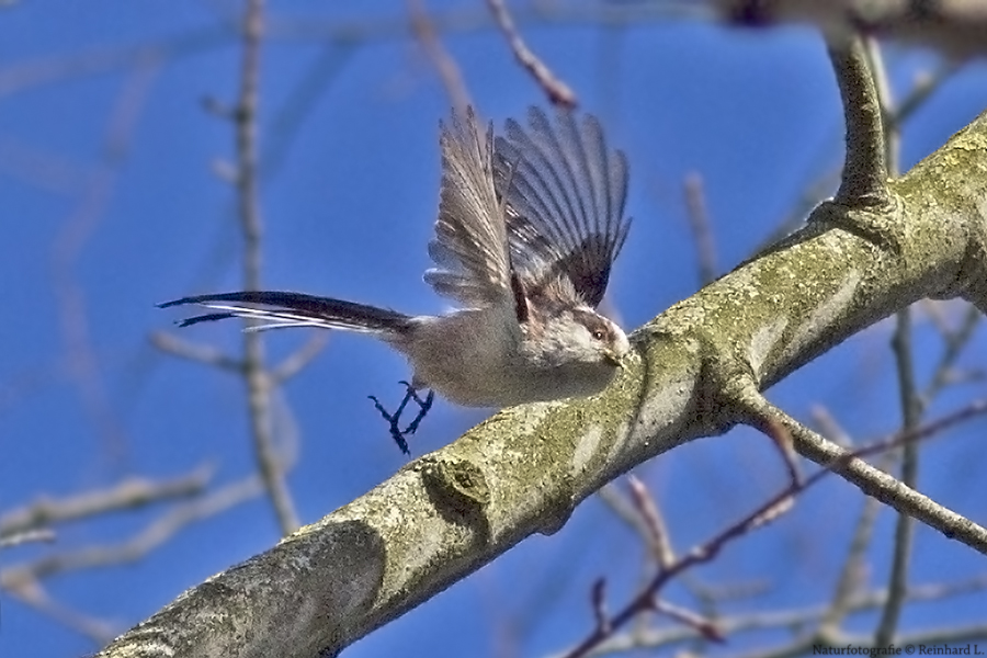 Kommt ein Vogel geflogen...  