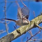 Kommt ein Vogel geflogen...  