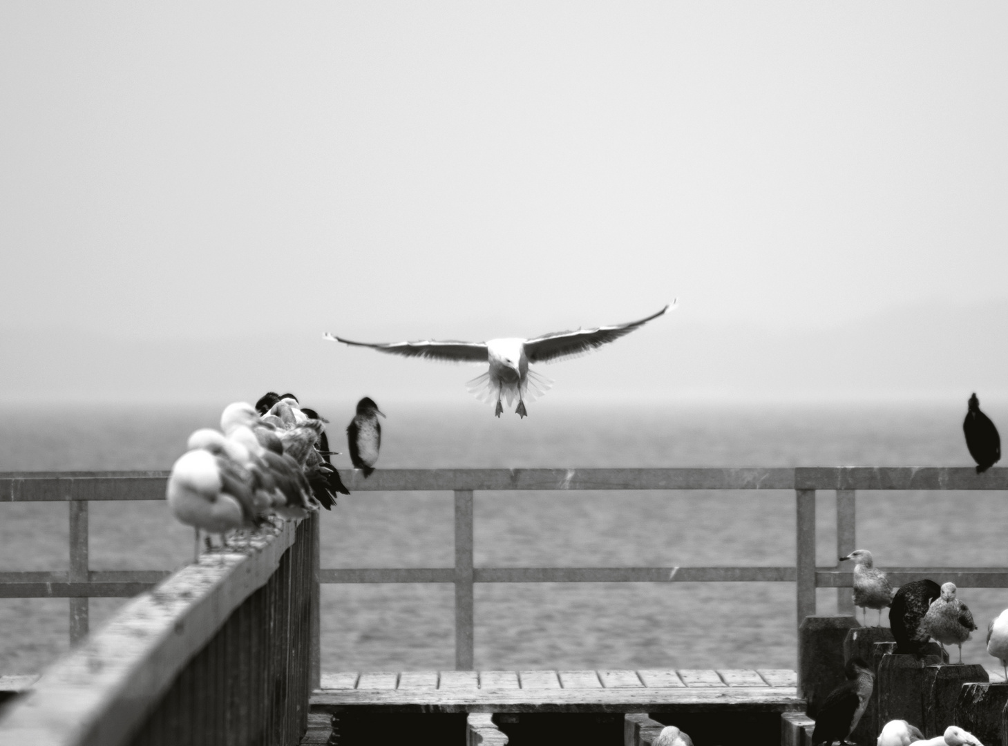 kommt ein Vogel geflogen