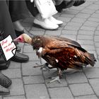 Kommt ein Vogel geflogen