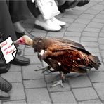 Kommt ein Vogel geflogen