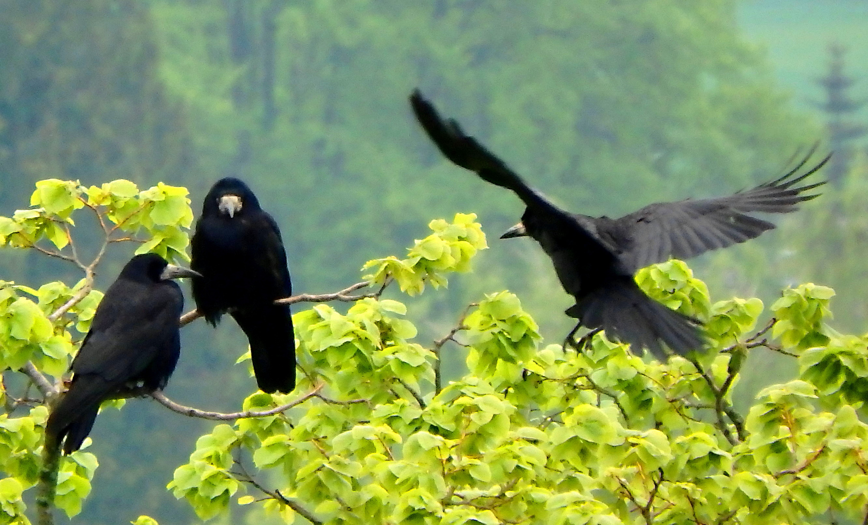 Kommt ein Vogel geflogen