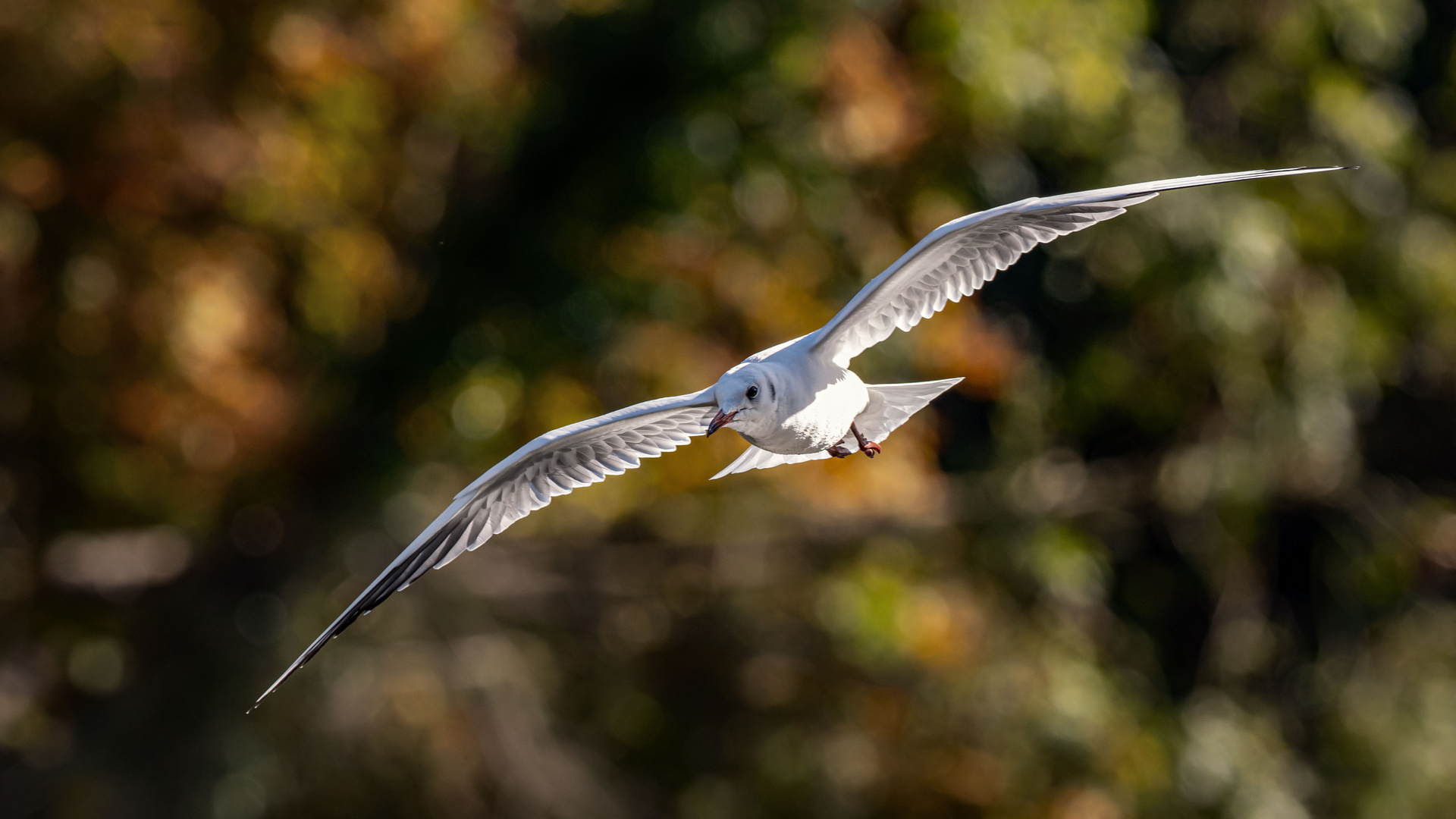 Kommt ein Vogel geflogen