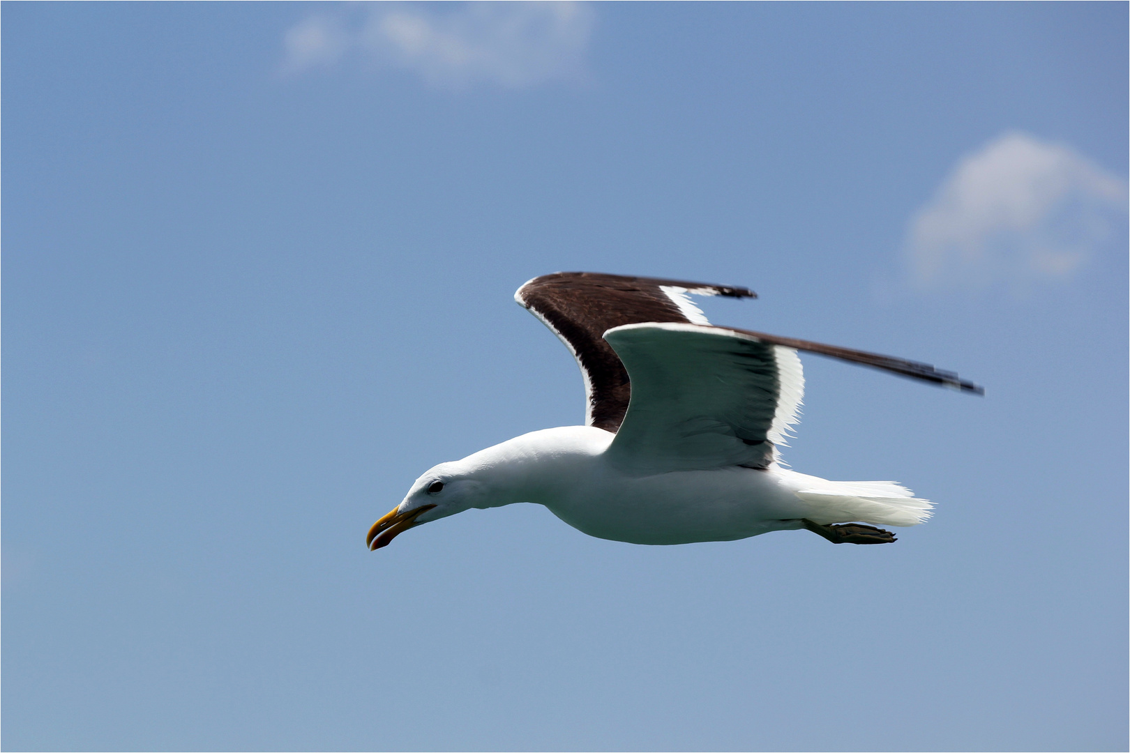 kommt ein Vogel geflogen....